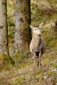 Red Deer